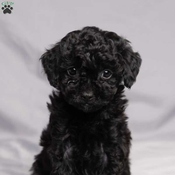 Denise, Cavapoo Puppy